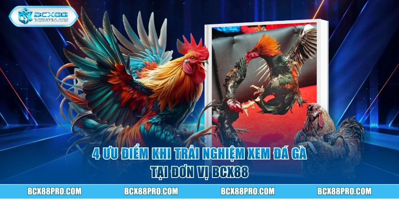 Tìm Hiểu Cách Xem Đá Gà Online Chuẩn Trên Nền Tảng BCX88 1 4 ưu điểm khi trải nghiệm xem đá gà tại đơn vị