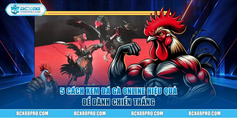 Tìm Hiểu Cách Xem Đá Gà Online Chuẩn Trên Nền Tảng BCX88 3 5 cách xem đá gà online hiệu quả để dành chiến thắng