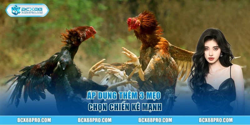 Đá Gà Cựa Dao BCX88 Và Thể Lệ Tổ Chức Chuyên Nghiệp 3 Áp dụng thêm 3 mẹo chọn chiến kê mạnh
