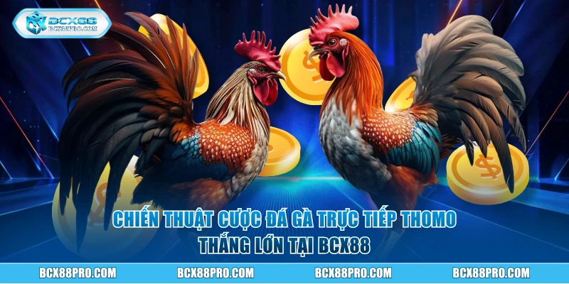 Chiến thuật cược đá gà trực tiếp Thomo thắng lớn