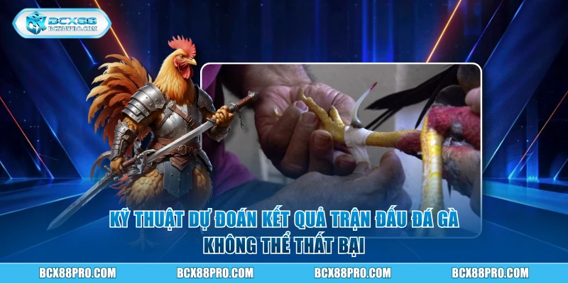 Đá Gà Cựa Sắt - Xem Hay Thắng Thưởng Lớn tại BCX88 3 Kỹ thuật dự đoán kết quả trận đấu không thể thất bại