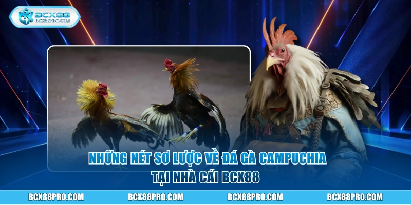 Đá Gà Campuchia Trải Nghiệm Sôi Động Như Ở Trường Gà Thật 1 Những nét sơ lược về đá gà Campuchia tại BCX88