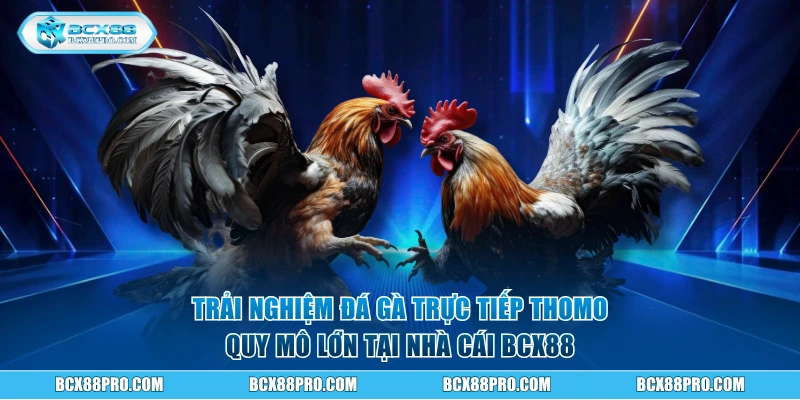 Trải Nghiệm Đá Gà Trực Tiếp BCX88 Với 100 Trận Mỗi Ngày 1 Trải nghiệm đá gà trực tiếp Thomo quy mô lớn tại BCX88