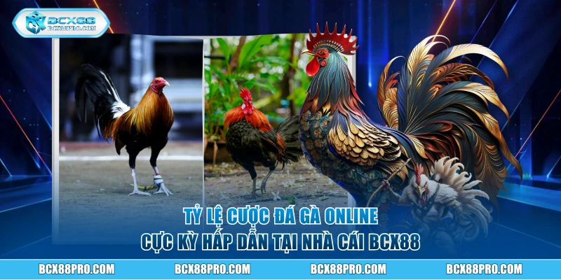 Đá Gà Online - Trực Tiếp Các Trận Đấu Hàng Đầu Tại BCX88 2 Tỷ lệ cược đá gà online cực kỳ hấp dẫn